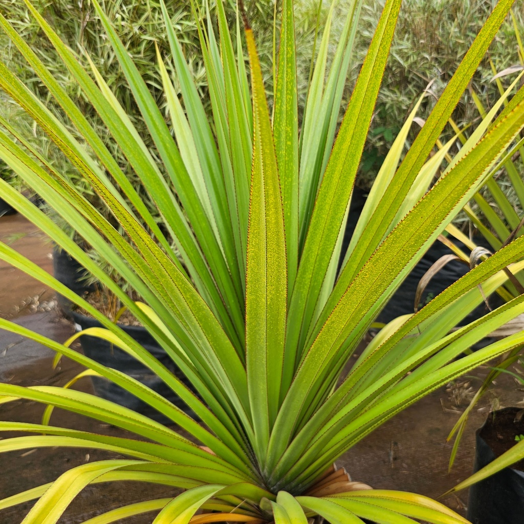 Screw Pine (Pandanus utilis) Jagtap Nursery Wholesale